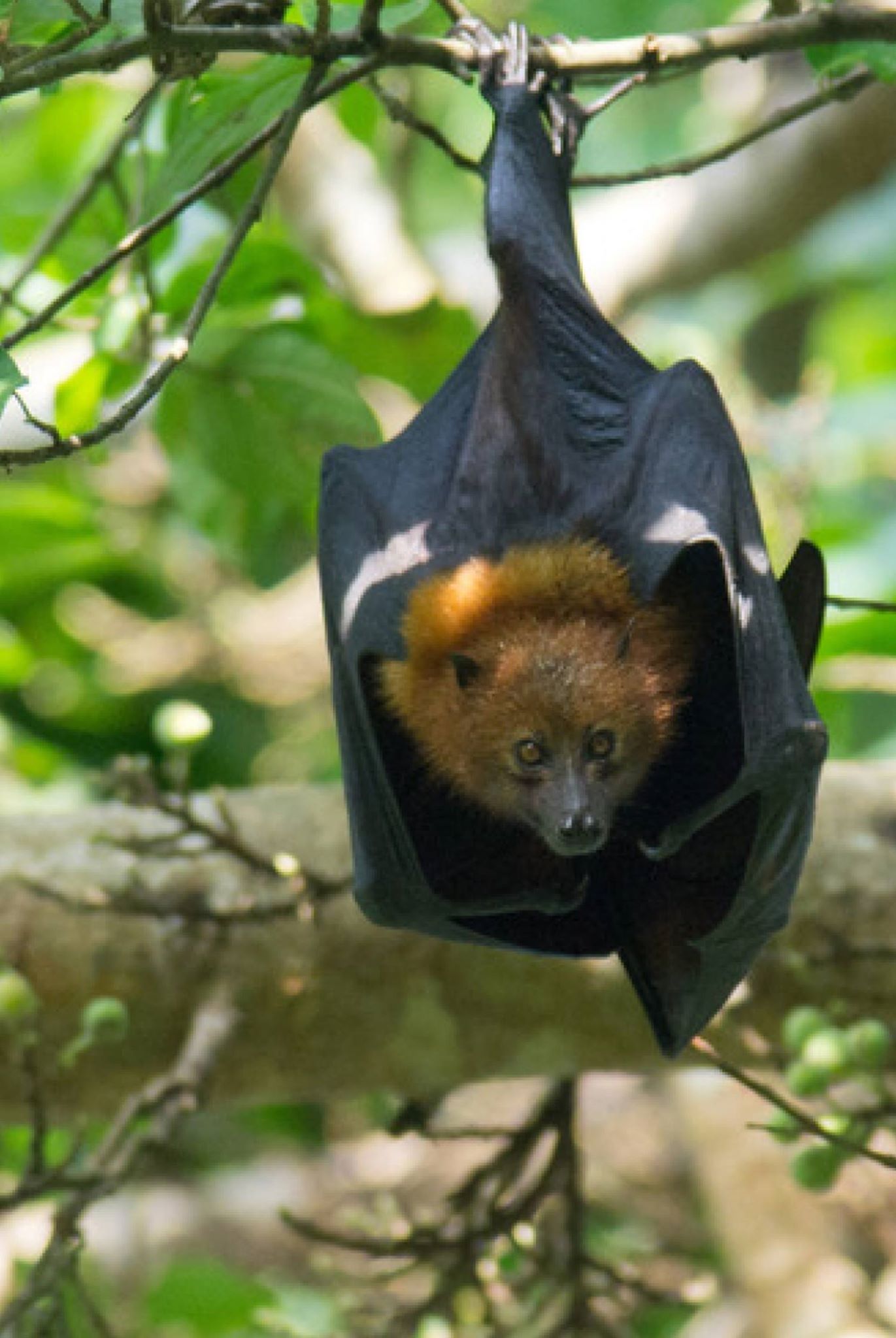 PEMBA FLYING FOX FOREST