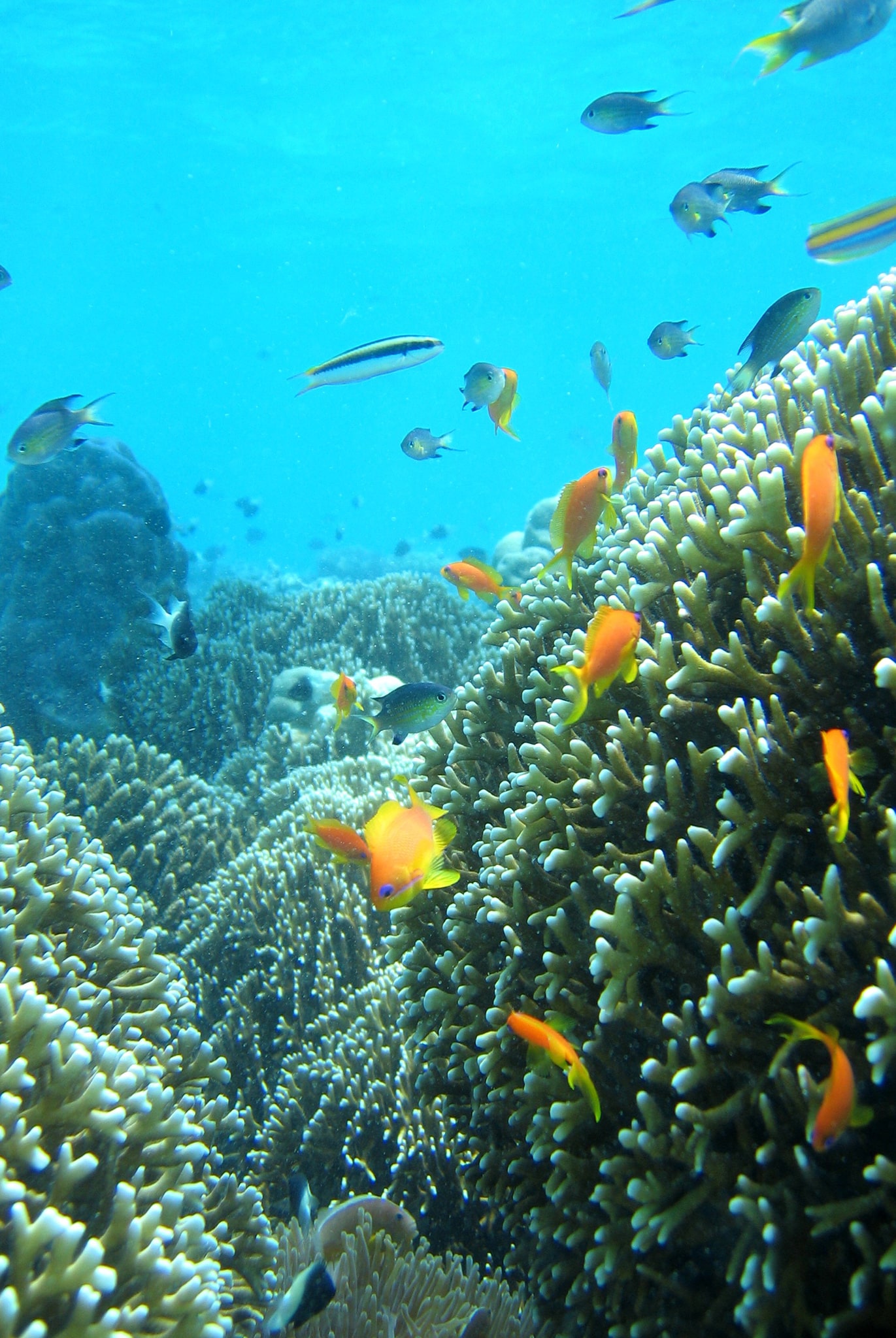 CHUMBE ISLAND CORAL TOUR