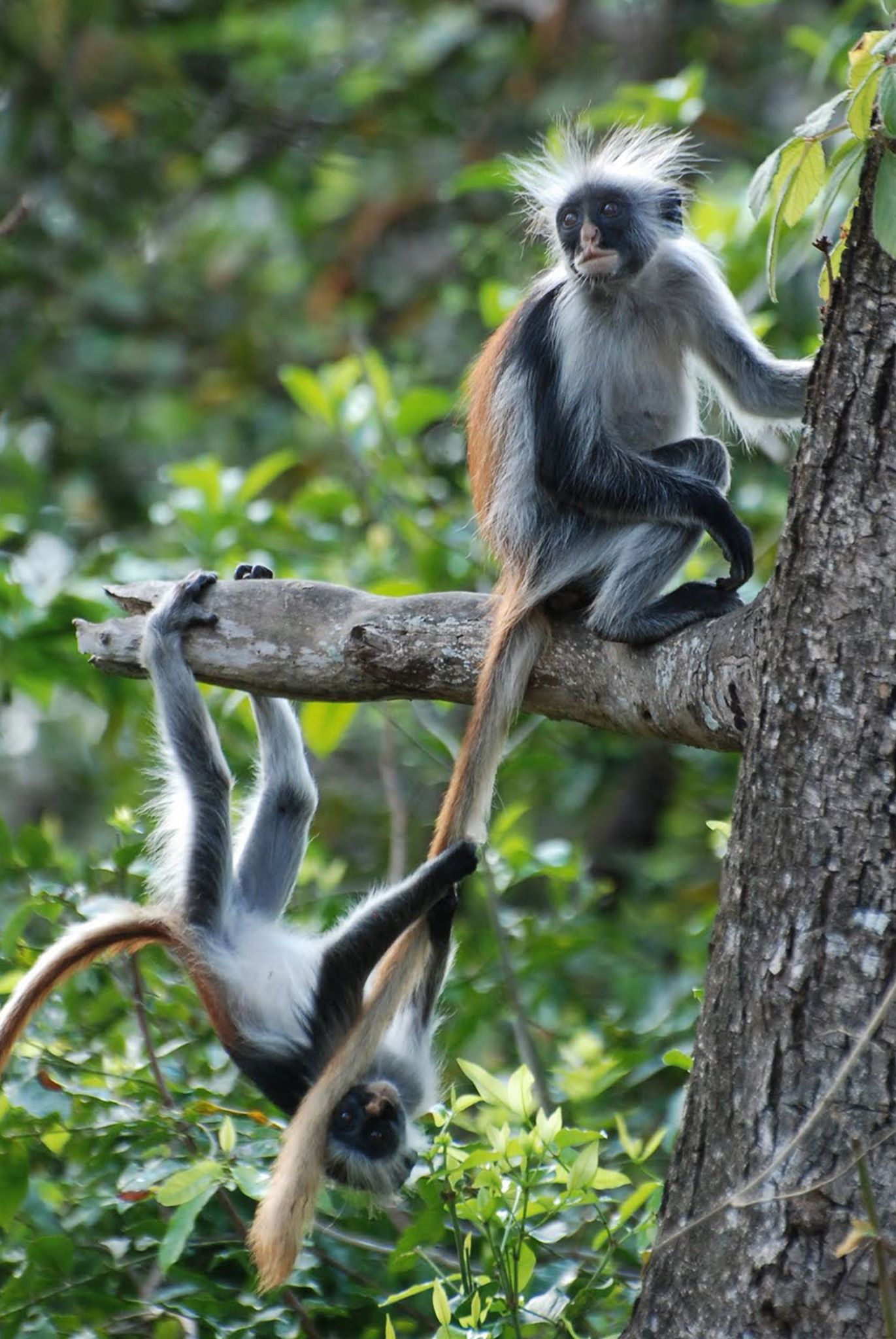 JOZANI FOREST TOUR IN ZANZIBAR