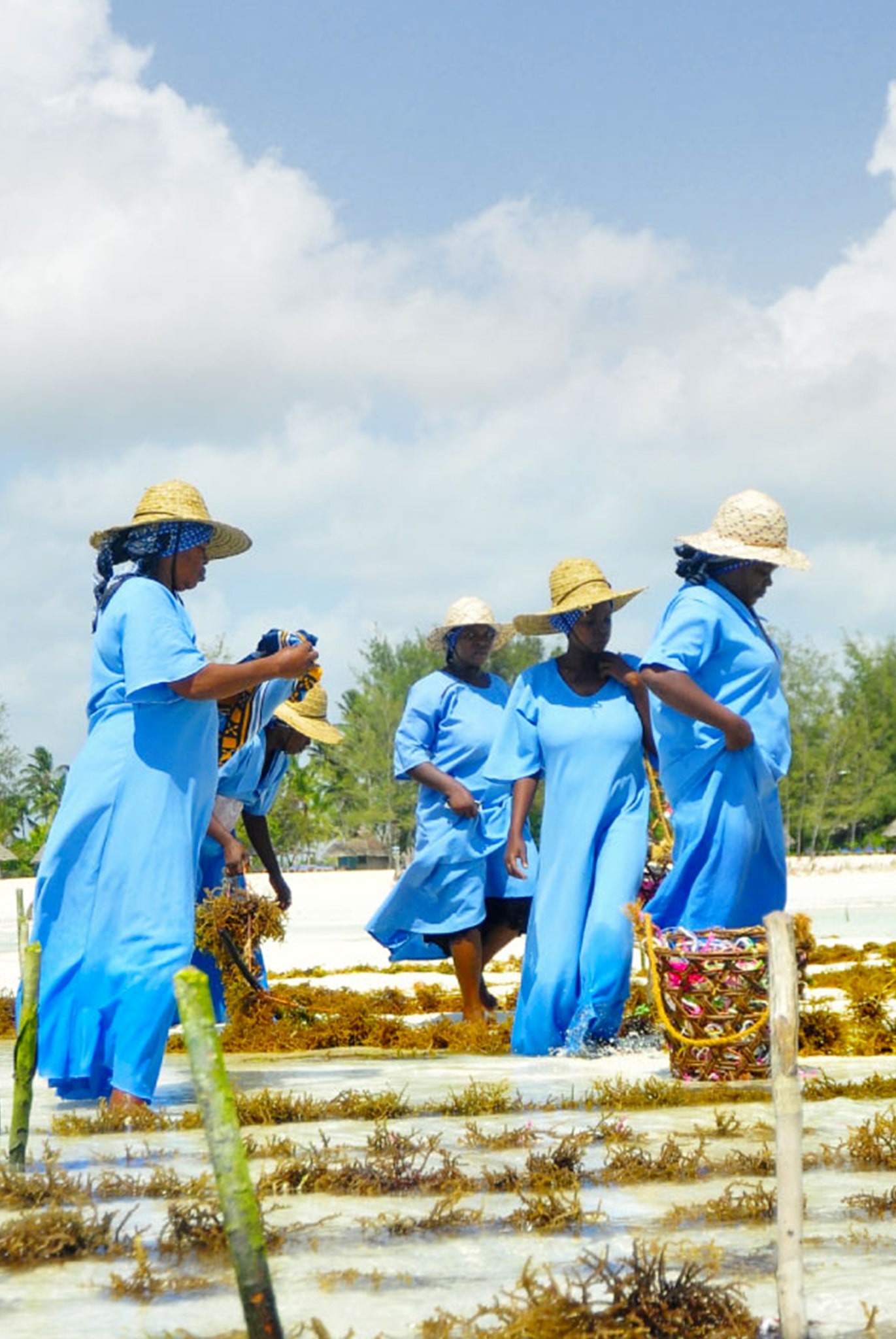 Zanzibar Seaweed Farming Tour