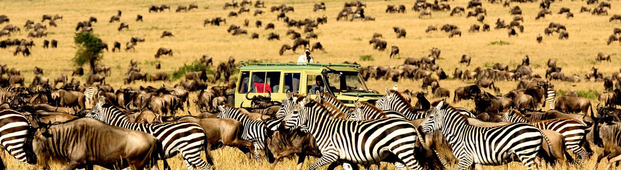 Tanzania Safaris and Beach Vacations - Safanta Tours & Travel Company Limited