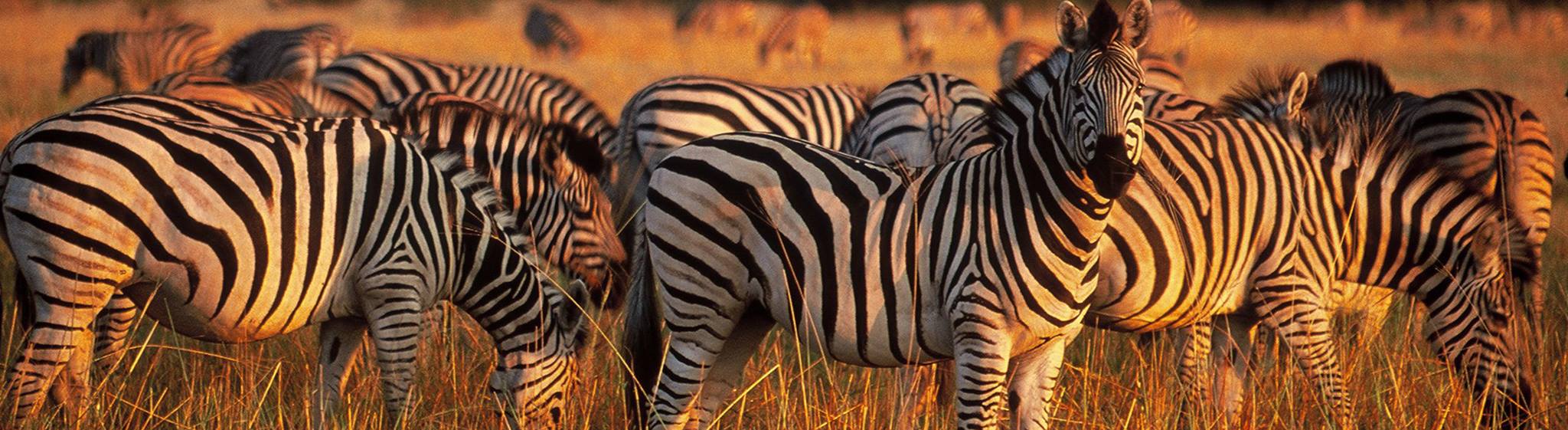 Tanzania Safaris and Beach Vacations - Safanta Tours & Travel Company Limited