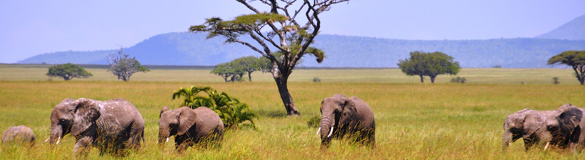 Tanzania Safaris and Beach Vacations - Safanta Tours & Travel Company Limited